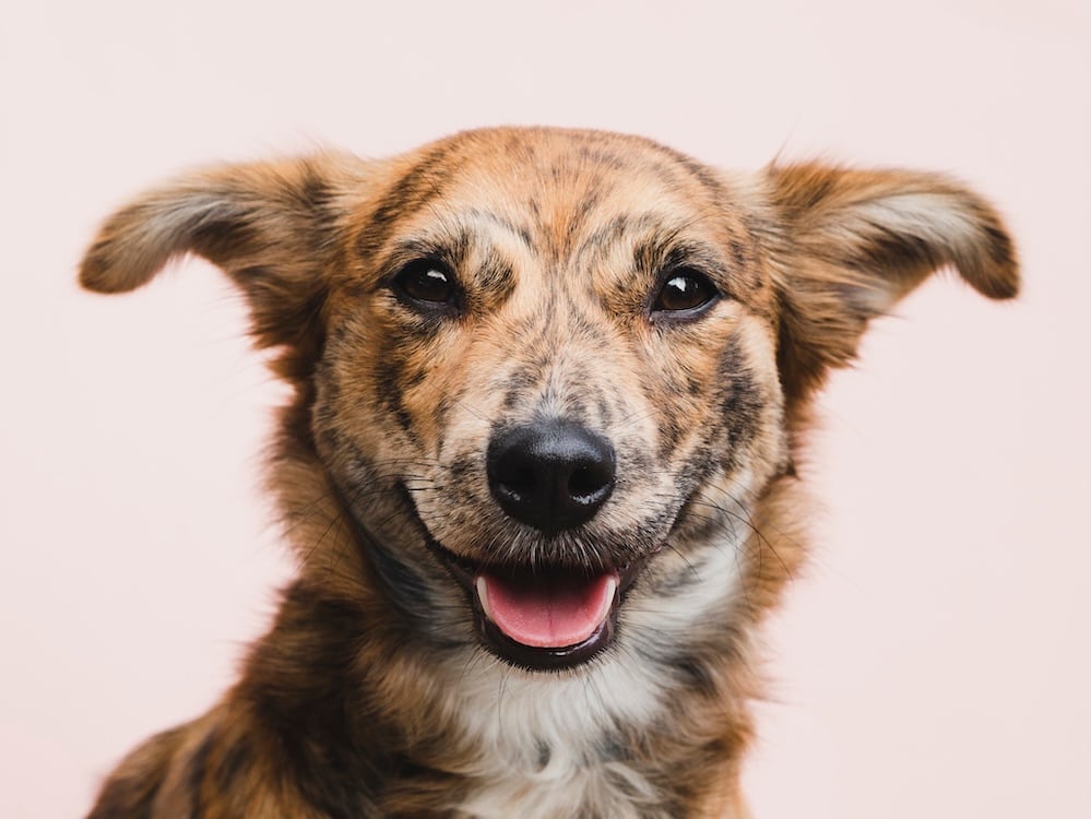 Adoption application tracking